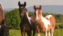 Lucky Horse Ranch Kolnovice